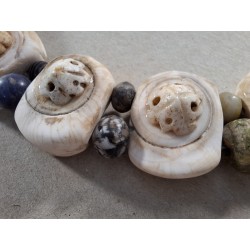 Perles conus. Conus shell