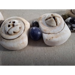 Perles conus. Conus shell