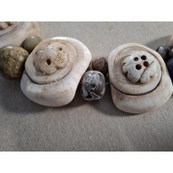 Perles conus. Conus shell